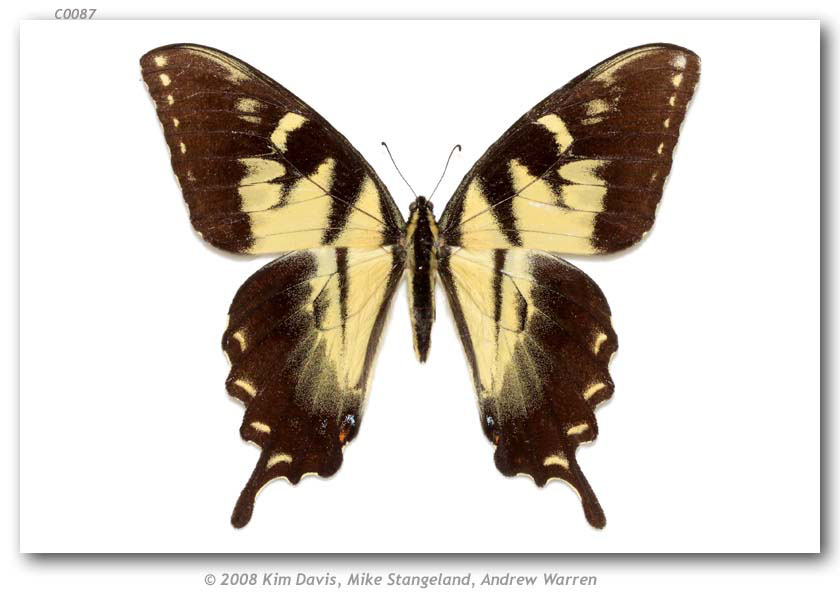 Papilio glaucus glaucus male (fletcheri aberration, Clothier, WV, 8-24-1972) (Internet Image property of respective owner, non-commercial use only)